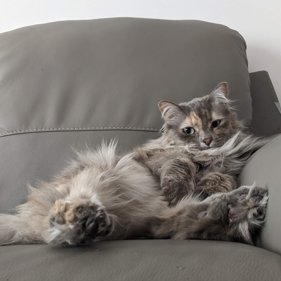 Meet your Posher, Joyce - Picture 1 of 1